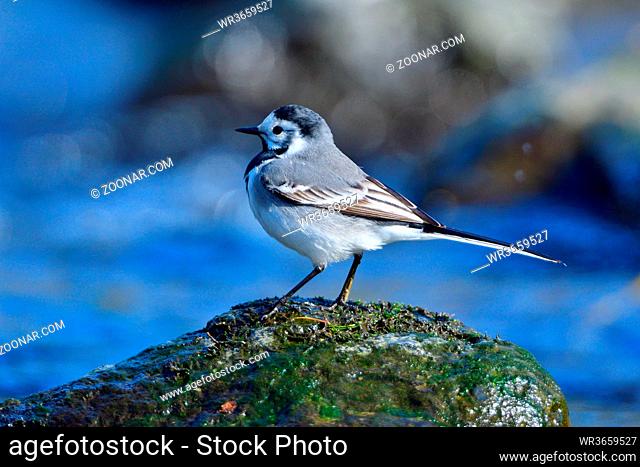 Bachstelze bei der Futtersuche. White wagtail looking for food in a river