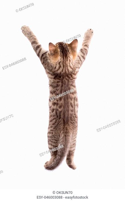 rear view of funny tabby-cat kitten standing on legs isolated