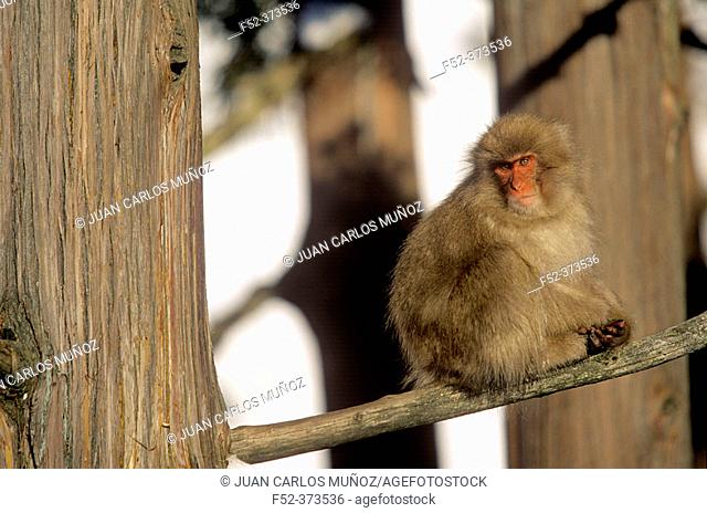 Japanese Macaque (Macaca fuscata). Jigokudani, Honshu. Japan