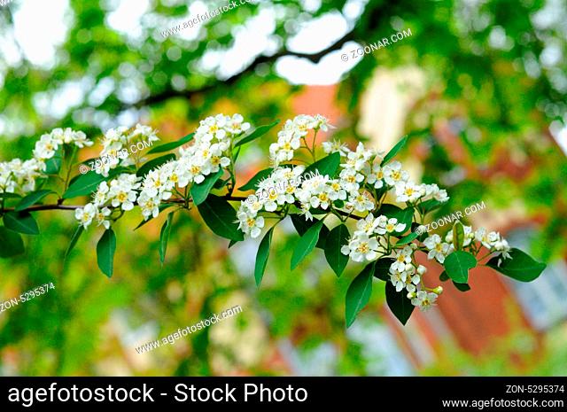 White flowers of branch of bird cherry tree in Fulda, Hessen, Germany