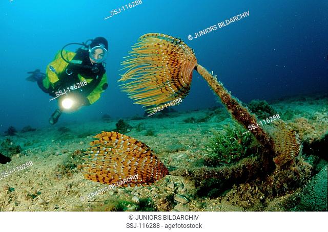 Scuba diving in the mediterranean sea, Spirographis spallanzani