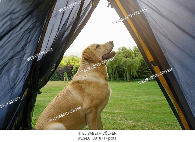 Labrador Retriever sitting in front of tent