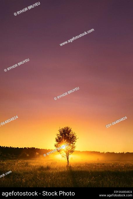 Sunset Or Sunrise In Misty Autumn Meadow Landscape With Lonely Tree. Sun Sunshine With Natural Sunlight Through Wood Tree In Morning