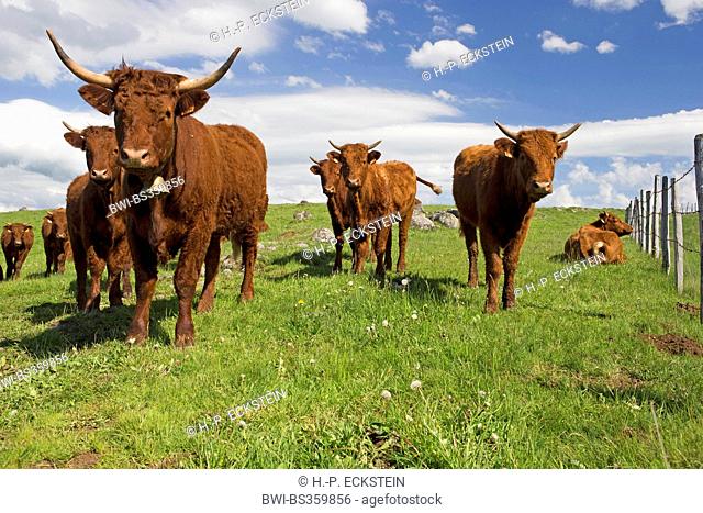 Salers, Salers cattle (Bos primigenius f. taurus), group on a pasture, France, Auvergne, Tourbiere du Jolan