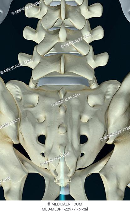 The bones of sacral vertebrae