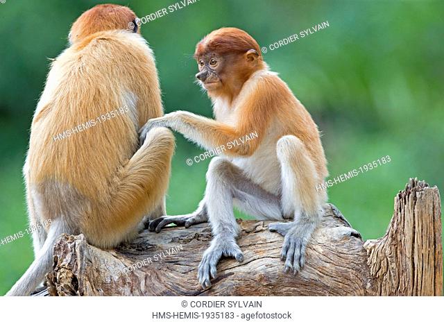 Malaysia, Sabah state, Labuk Bay, Proboscis monkey or long-nosed monkey (Nasalis larvatus)