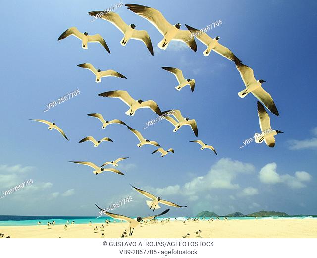 Seabird, grup of Seagull fly, los roques, venezuela