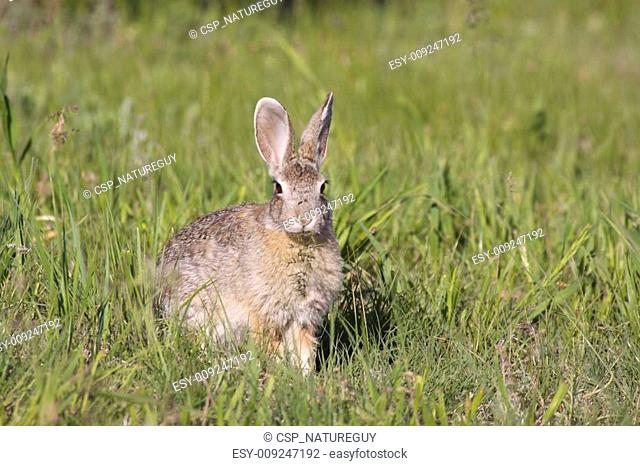 Cute Cottontail Rabbit
