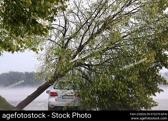 26 August 2023, Bavaria, Kissing: A tree uprooted by the storm lies on the roof of a car in the parking lot of a retirement home