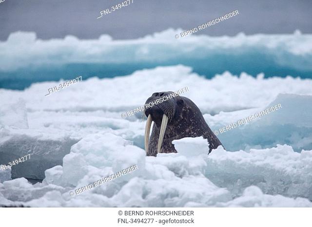 Walrus, Odobenus rosmarus, swimming in arctic ocean, Spitsbergen, Norwegen, Europe
