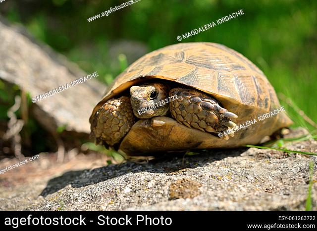 Closeup Turtle on Stone in Macin Mountains Romania