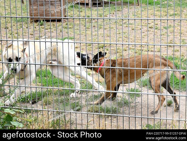 14 July 2022, Saxony, Leipzig: At the Leipzig animal shelter, the angstaggressive two-year-old Belgian shepherd ""Riwa"" (r) attacks the one-and-a-half-year-old...