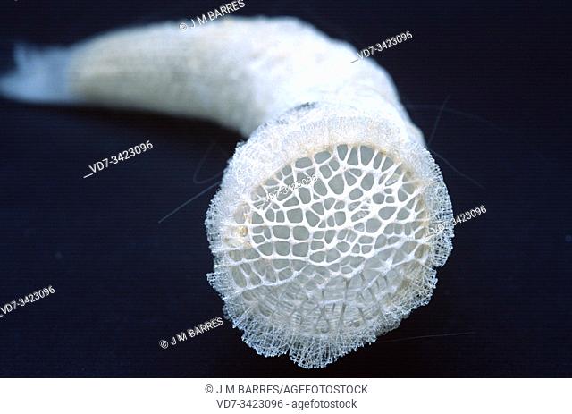 Venus flower basket (Euplectella aspergillum) a sea sponge with silica skeleton
