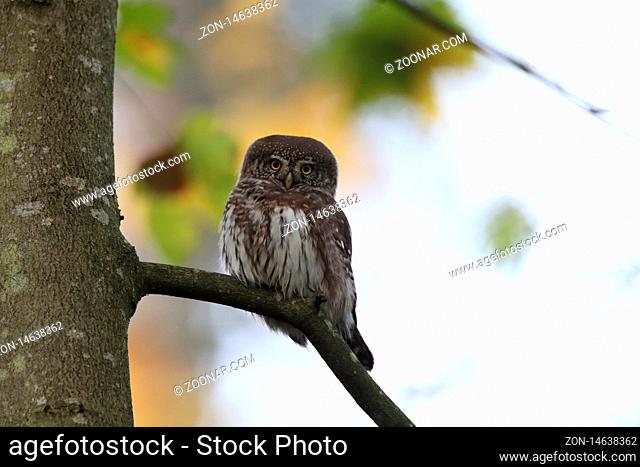 Eurasian pygmy owl-Swabian Jura Germany