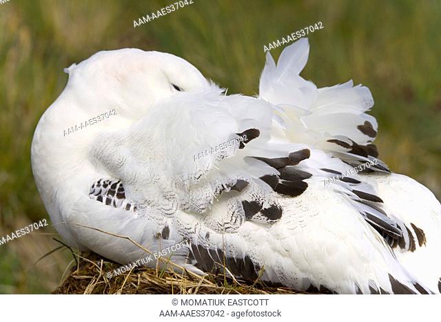 Wandering Albatross (Diomedea exulans) adult incubating egg on nest in strong wind, early fall; Prion Island; Southern Ocean; Antarctic Convergance; South...