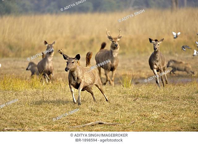Sambar Deer (Cervus unicolor niger) running in Ranthambore National Park, Rajasthan, India, Asia