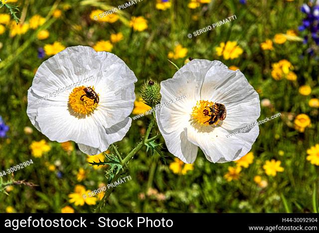 Argemone albiflora, FOUR-NERVE DAISY, Fredericksburg, Hill Country, Hymenoxys scaposa, Perky Sue, Texas, USA, White Prickly Poppy, Willow City Loop