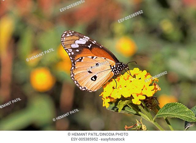 Plain Tiger butterfly on yellow flower