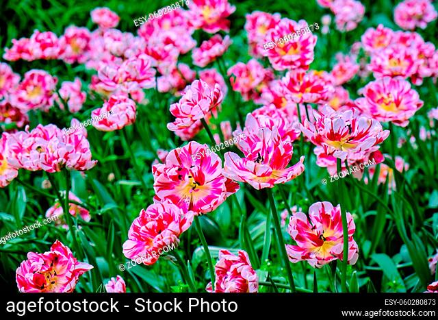 Pink tulips in flower bed, spring in the garden, blooming flowers