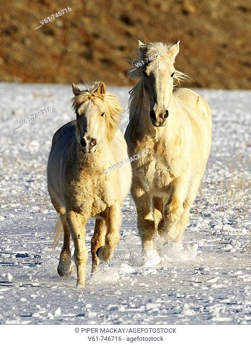 A couple of beautiful white horses gallopiing in the show, Shell, Wyoming, USA