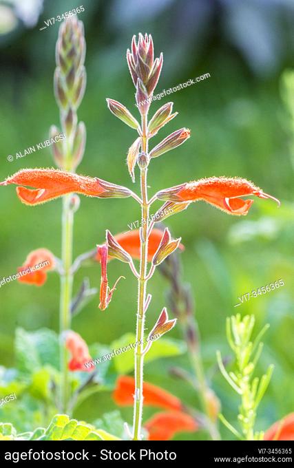 Autumn Sage / Salvia squalens