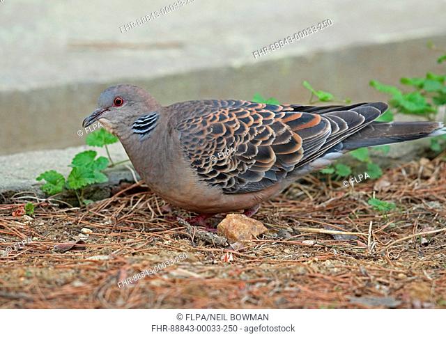 Oriental Turtle-Dove (Streptopelia orientalis orii) adult foraging on ground by a wall Beidaihe, Hebei, China  May 2016