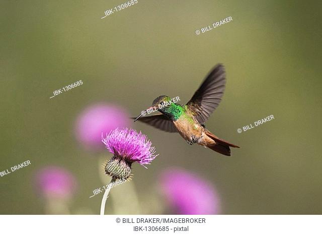 Buff-bellied Hummingbird (Amazilia yucatanensis), male in flight feeding on Texas thistle (Cirsium texanum), Sinton, Corpus Christi, Coastal Bend, Texas, USA