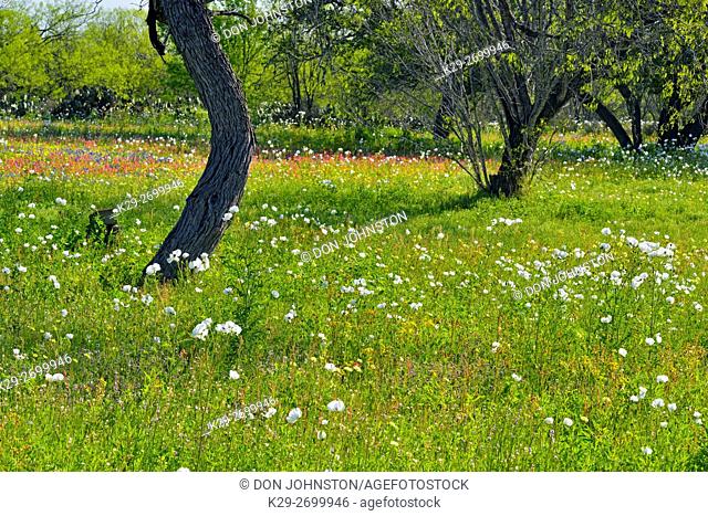 Oak trees and poppies, near Devine, Texas, USA