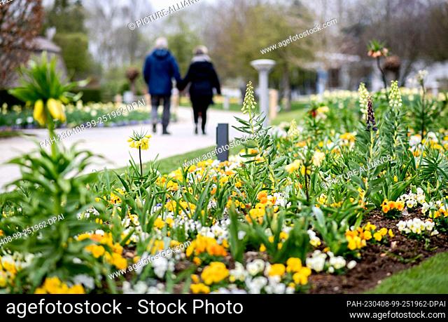 08 April 2023, Lower Saxony, Bad Zwischenahn: Numerous spring bloomers, including lily-flowered tulips and horned violets
