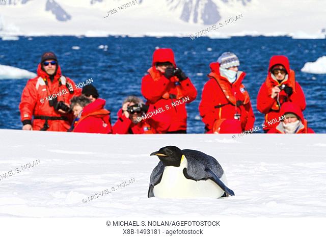 Lindblad Expeditions guests with a lone adult emperor penguin Aptenodytes forsteri on sea ice in the Gullet between Adelaide Island and the Antarctic Peninsula