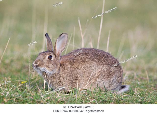 European Rabbit Oryctolagus cuniculus adult, scent marking by rubbing chin on grass, Minsmere RSPB Reserve, Suffolk, England, October