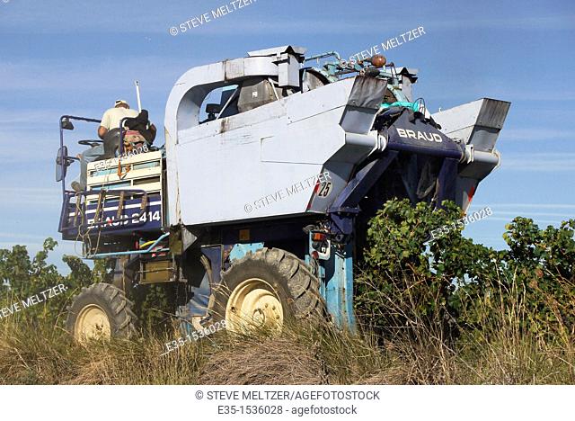 September grapes ready for the harvest are picked by huge grape harvesting machines, in the vineyards Southern France