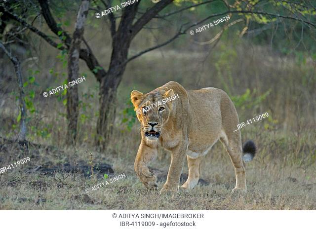 Asiatic lioness (Panthera leo persica) in the morning light, Gir National Park, Gujarat, India