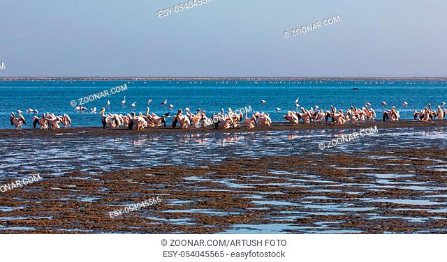 Pink-backed pelican and rosy flamingo colony in Walvis bay, Namibia safari wildlife