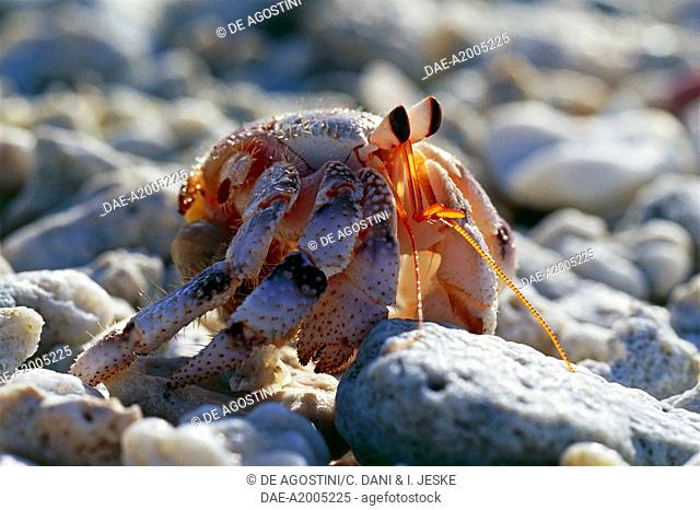 Hermit crab (Eupagurus Bernhardus), Tuamotu islands, French Polynesia