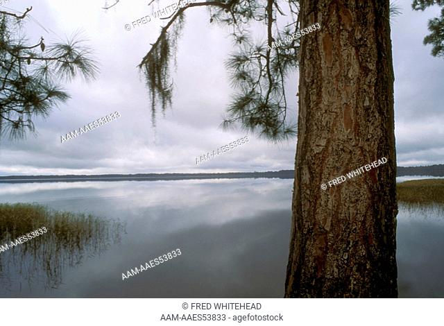 Freshwater Lake Edge of Slash Pine Forest Osceola NF/FL, Florida