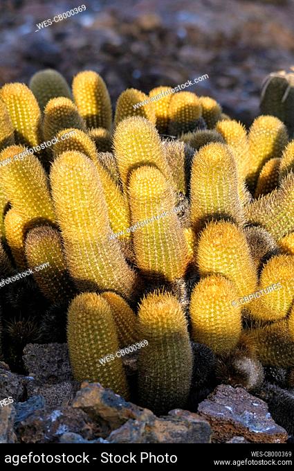 Ecuador, Galapagos, Genovesa, Close up of lava cactus