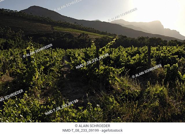 Panoramic view of a landscape, Boschendal And Stellenbosch Wine Estate, Western Cape Province, South Africa