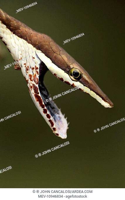 Brown Vine Snake rear-fanged - Costa Rica