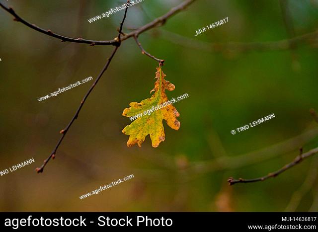 Last discoloured leaf in autumn on an oak tree, shallow depth of field, blurred bokeh