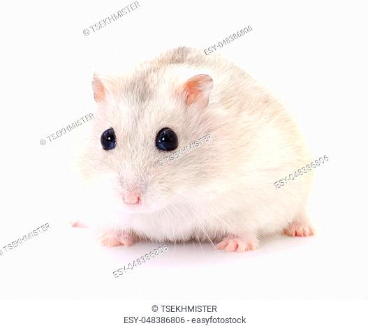 Small domestic hamster isolated on white background