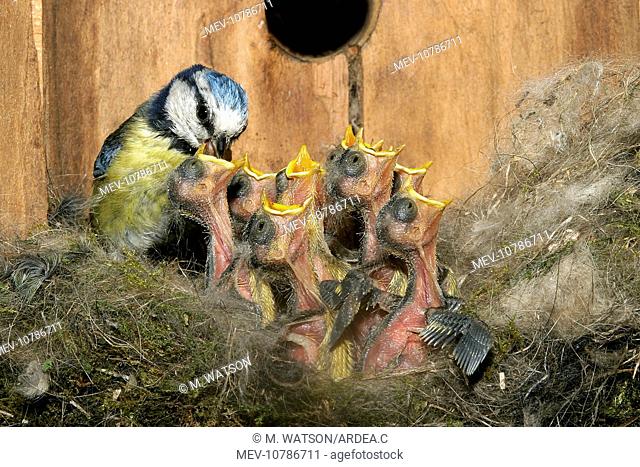 Blue Tit - feeding grubs to chicks at nest (Cyanistes caeruleus)