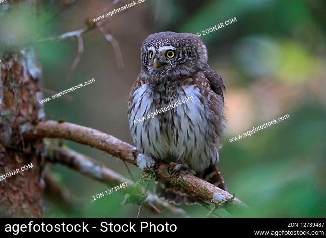 Eurasian pygmy owl-Swabian Jura, Swabian Alps, Baden-Württemberg, Germany