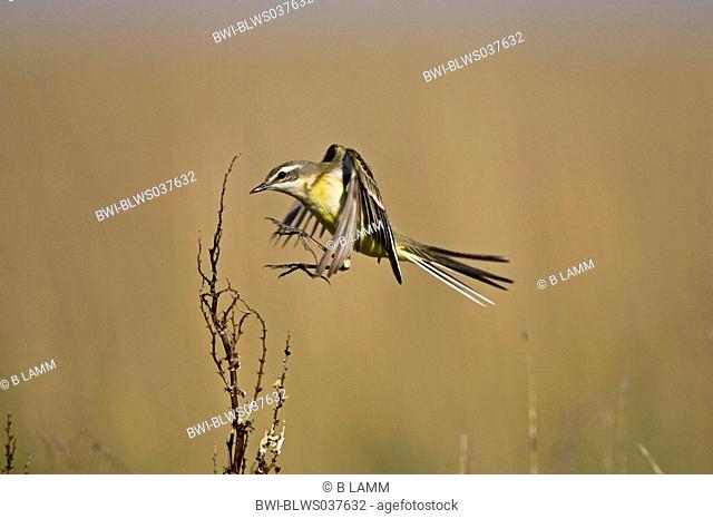 yellow wagtail Motacilla flava, portrait of a single animal approaching the raised hide, Kazakhstan, Scholak-See