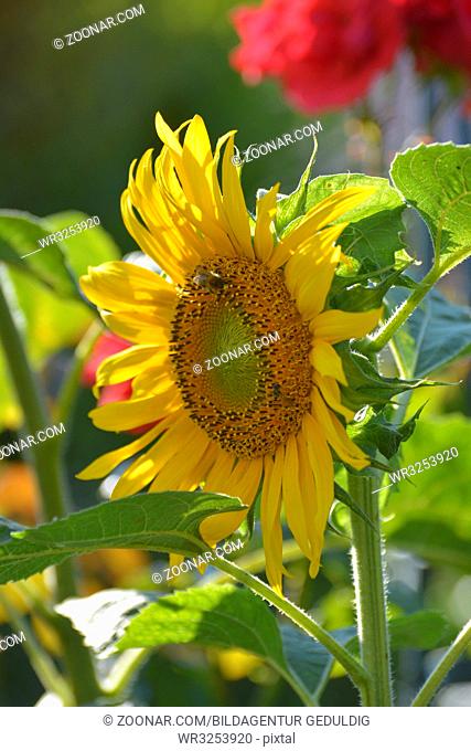 Sonnenblume im Garten mit Rosen blühend, Sonnenblume (Helianthus annuus)