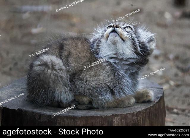 RUSSIA, NOVOSIBIRSK - JULY 3, 2023: A two-month-old manul kitten at Novosibirsk Zoo. Manuls Achi and Yeva (not pictured) gave birth to five kittens on 29 April...