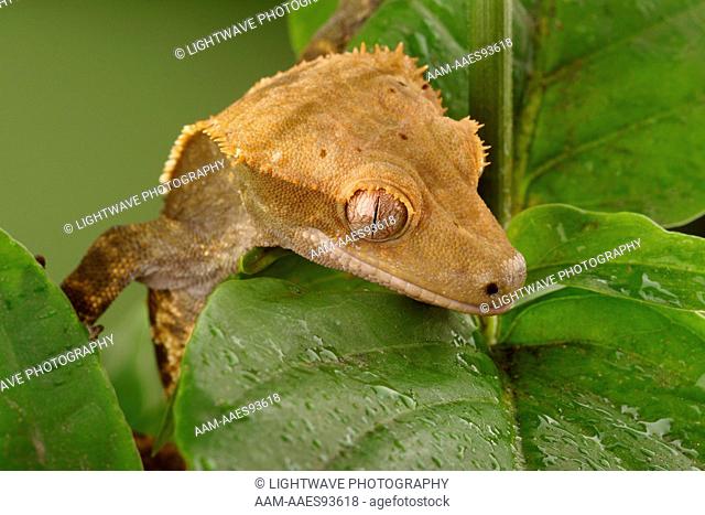New Caledonian Crested Gecko (Rhacodactylus ciliatus) controlled conditions