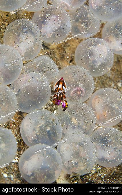 A newborn Flamboyant Cuttlefish, Metasepia pfefferi, with other eggs behind, Lembeh Strait, Sulawesi, Indonesia