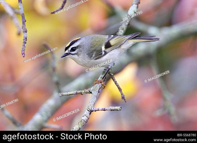 Golden-crowned Kinglet (Regulus satrapa) adult male, perched on twig (U.) S. A. autumn