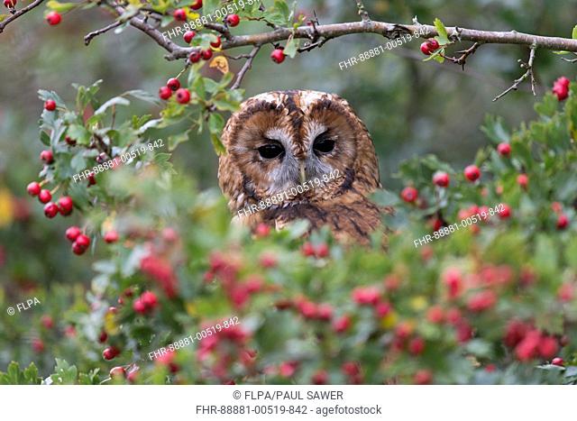 Tawny Owl (Strix aluco) adult, perched in Common Hawthorn (Crataegus oxyacantha) with berries, Suffolk, England, September, controlled subject
